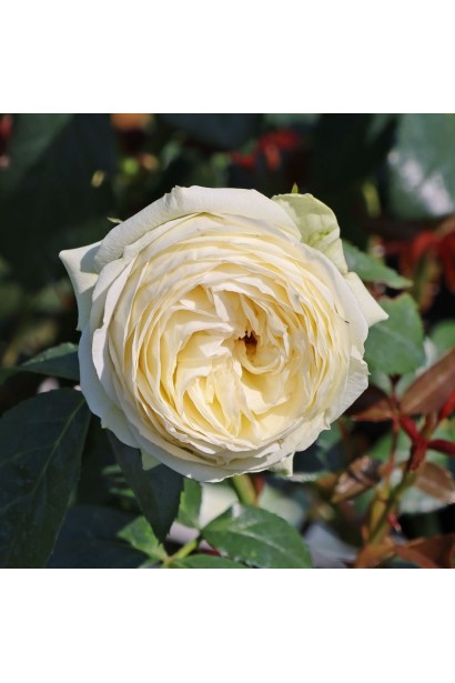 Квітка троянди Ведінг Піано крупним планом